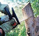 How Our Tree Care Process Works  in  Lake Don Pedro, CA