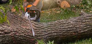 Pest Control for Lawns in Lake Don Pedro, CA
