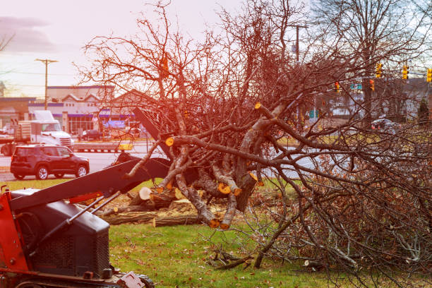 Best Tree Disease Treatment  in Lake Don Pedro, CA