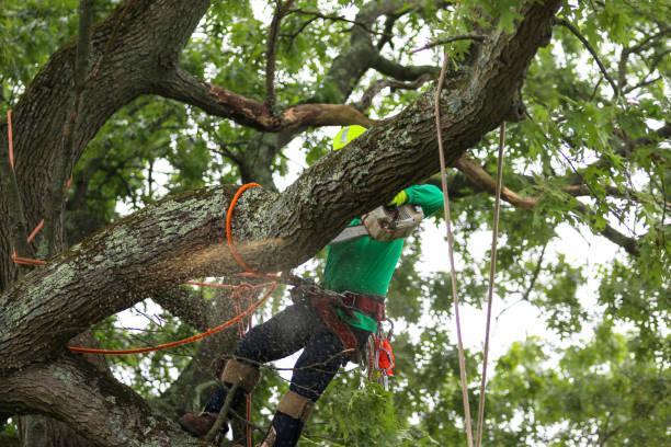 Professional Tree Care in Lake Don Pedro, CA