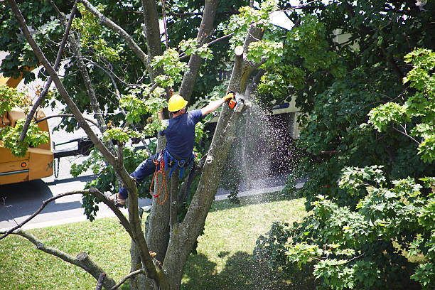 Best Lawn Maintenance Plans  in Lake Don Pedro, CA